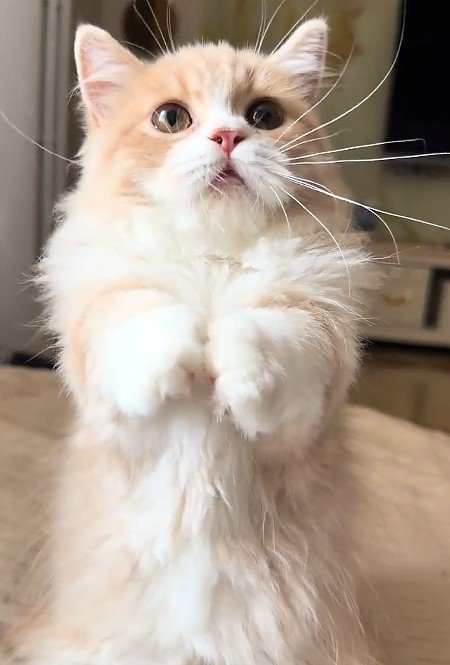 立っている猫