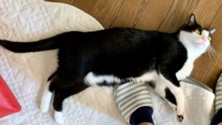 寝転がる猫