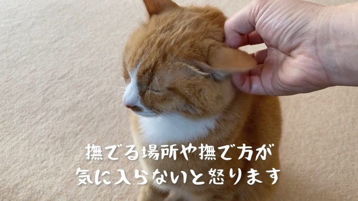 なでられて目を閉じる猫