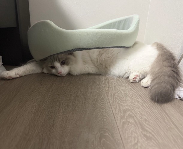 ペット用ベッドを背中に乗せてくつろぐ猫