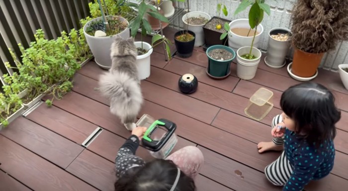 ％猫と女児2人％カエルには興味なし