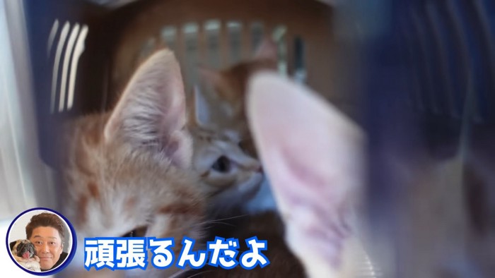 クレートの中に子猫たち