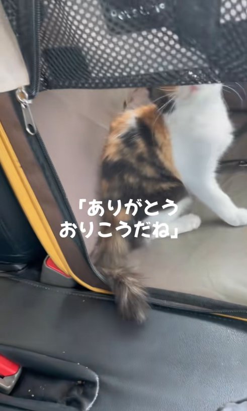 キャリーバッグの中でお座りしている子猫（車内）