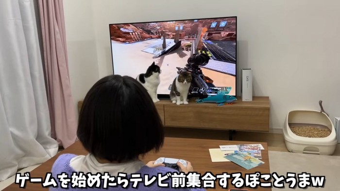 テレビの前にいる猫