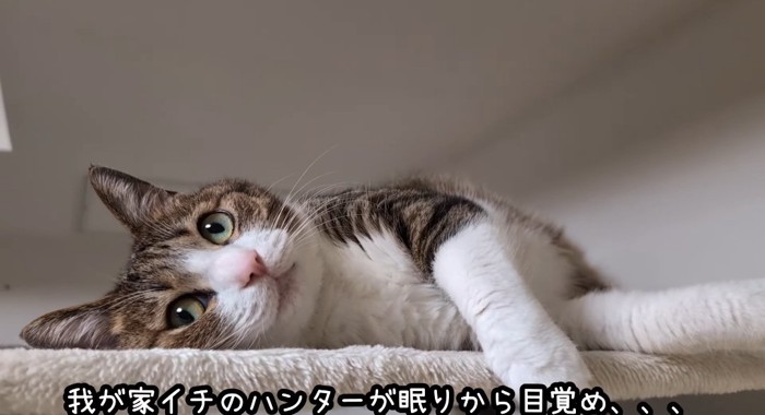 くつろぐ猫