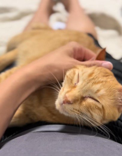 気持ちよさそうな猫
