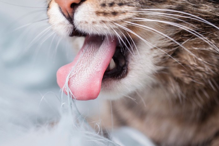 ブランケットを舐める猫の口のアップ