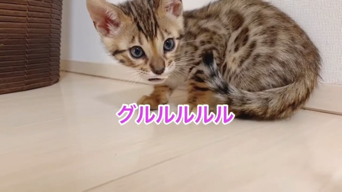 食べ物をくわえている子猫