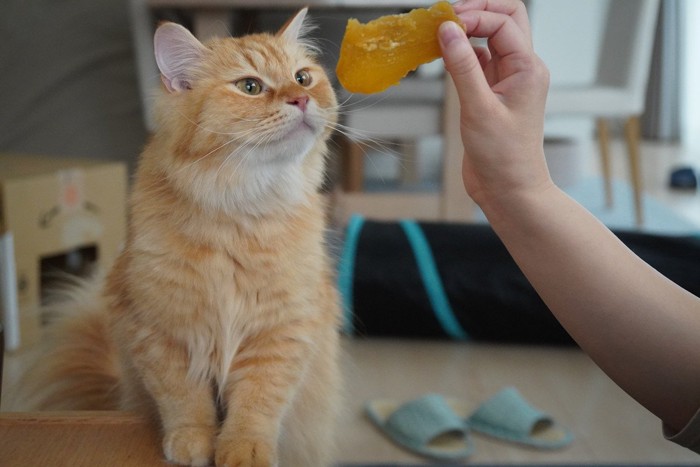 さつまいもの干し芋を見つめる猫