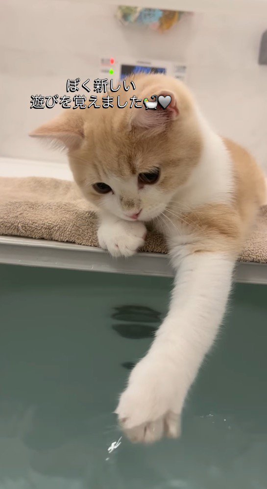 浴槽の蓋に乗って、お湯に前足を入れる子猫