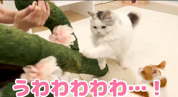 飛びかかる猫