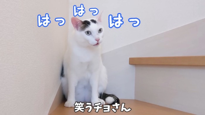 はっはっと鳴く猫