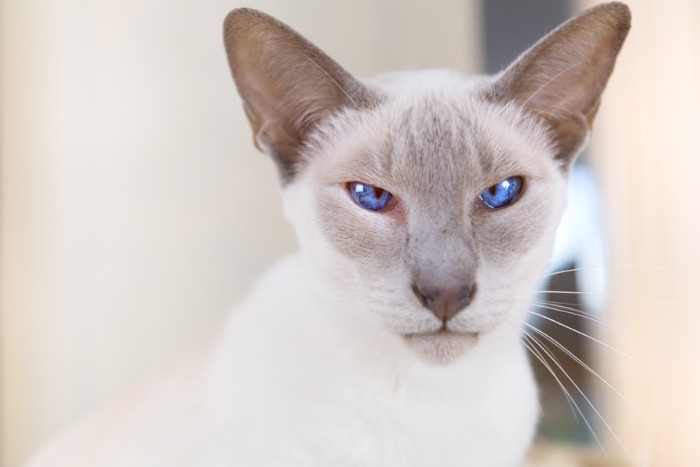 ライラックポイントのシャム猫
