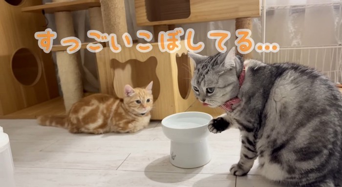 振り返る猫