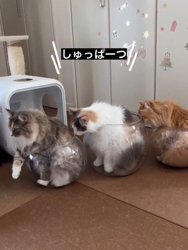 同じ方向を向いている猫たち