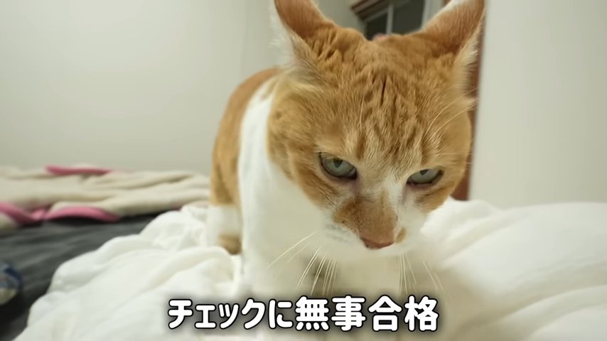 布団に乗る猫