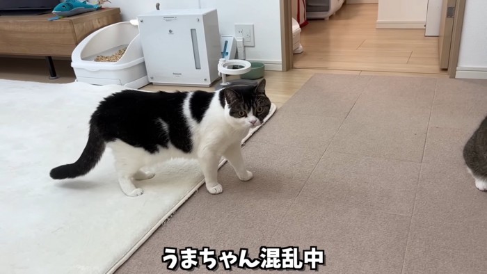 目を丸くして立っている猫