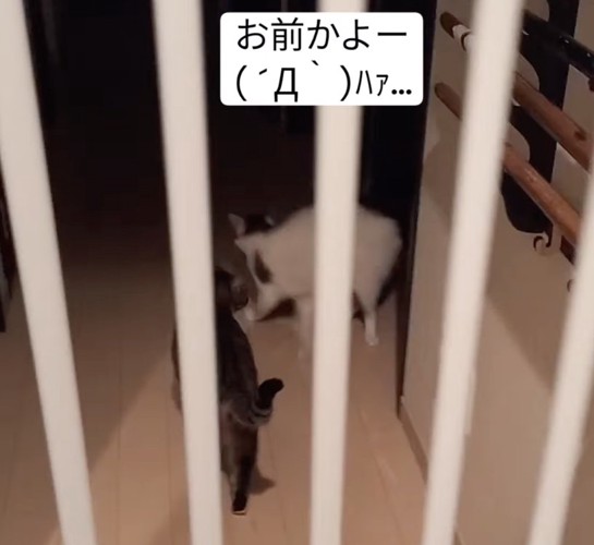 サッといなくなってしまった猫たち