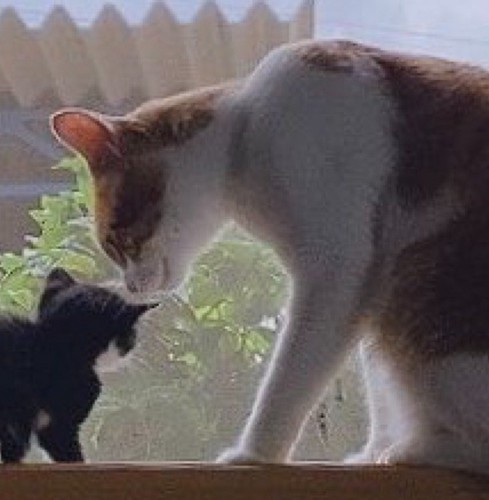 子猫に顔を近づける成猫