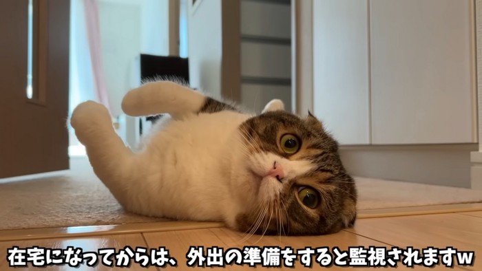 仰向けの猫