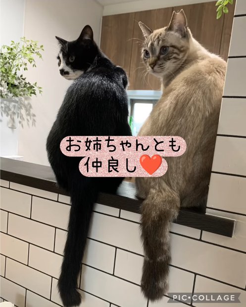 カウンターの上で並んでお座りしている2匹の猫