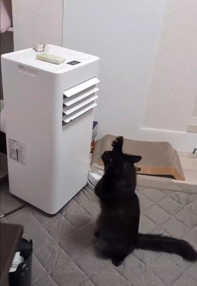 機会を見つめる猫