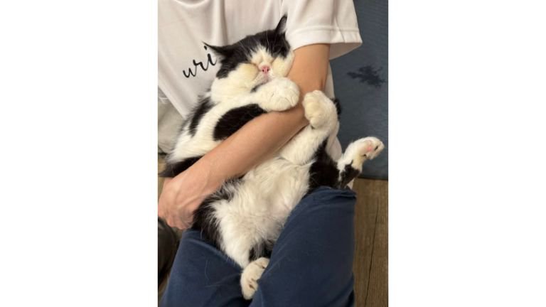 抱っこされている猫