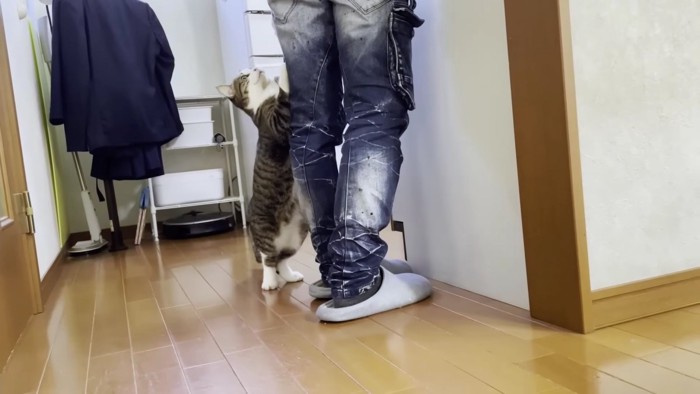 前足をかける猫を横から