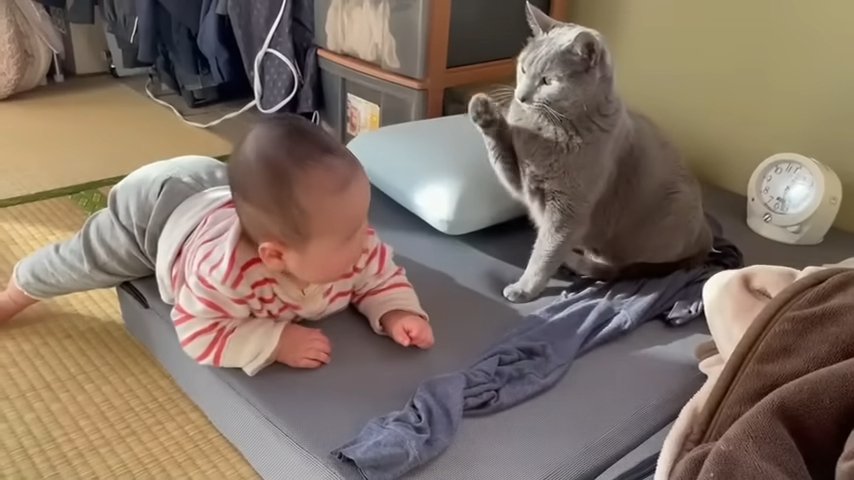 前足をあげる猫