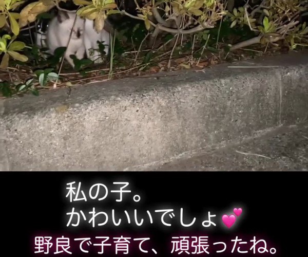 3匹の子猫