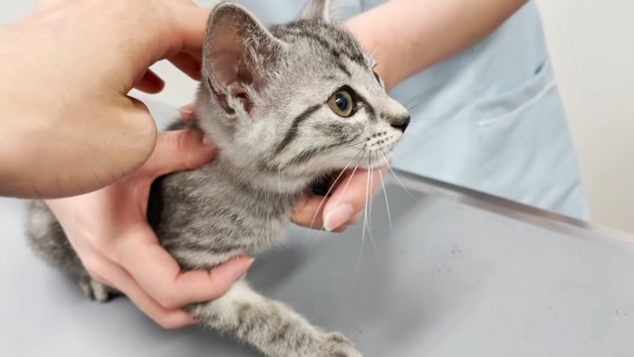 子猫の横顔