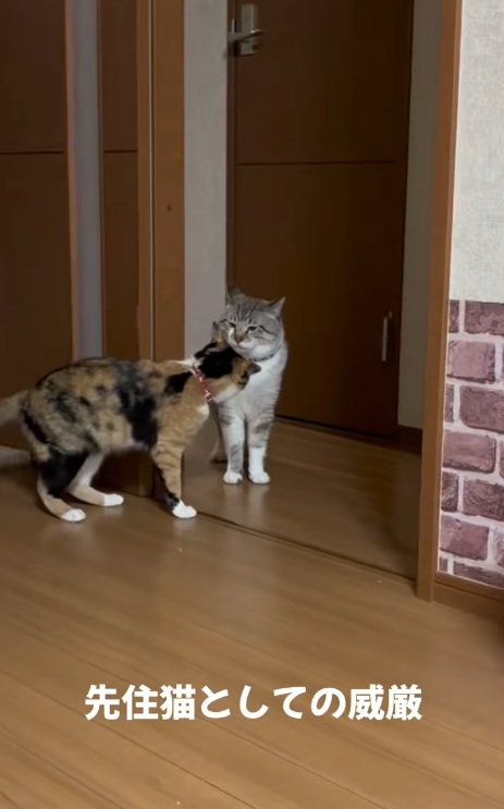 にらみあうシャムトラと三毛猫