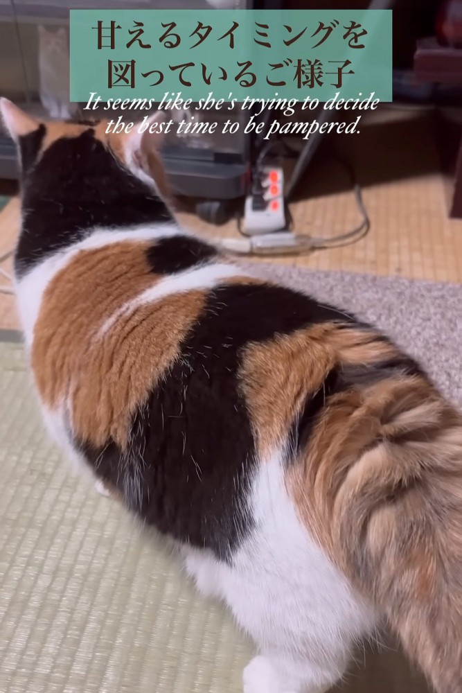 耳を後ろに向けている猫の後ろ姿