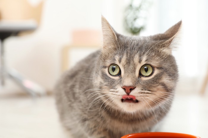 食器から顔を上げて鼻先を舐めている猫