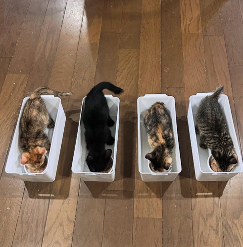 収納ケースに入ってご飯を食べている4匹の子猫(正面)