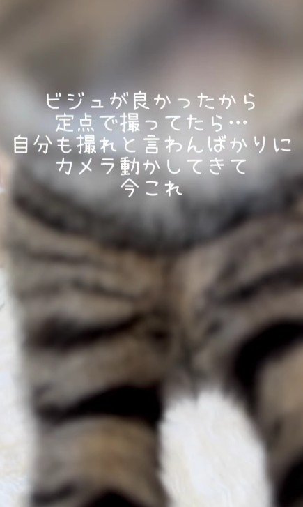 猫の顔の下部分と両脚