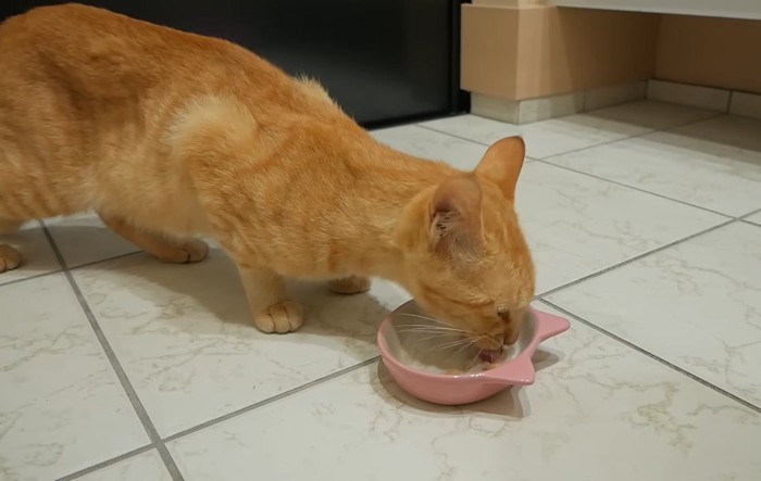 おやつを食べる猫さん