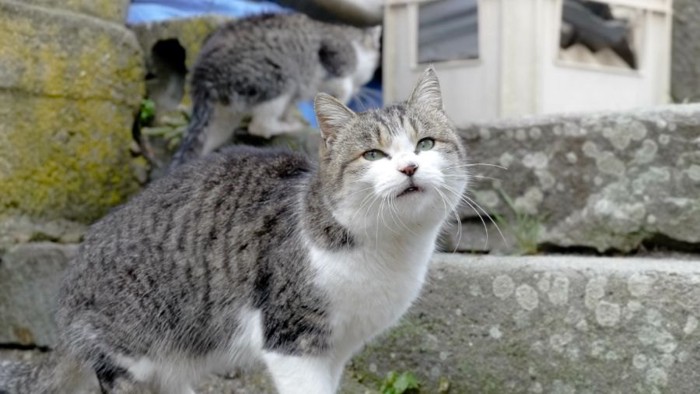 石階段のサバトラ白