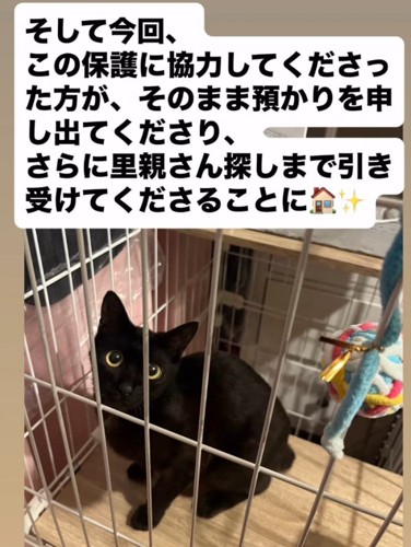 ケージの中で座る猫