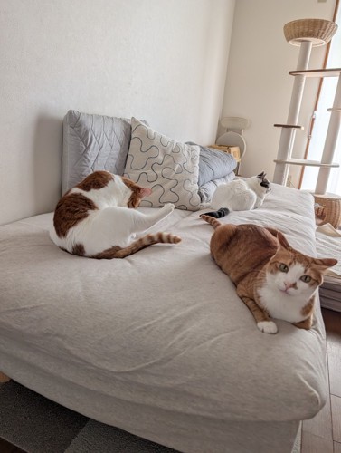 ベッドの上の3匹の猫