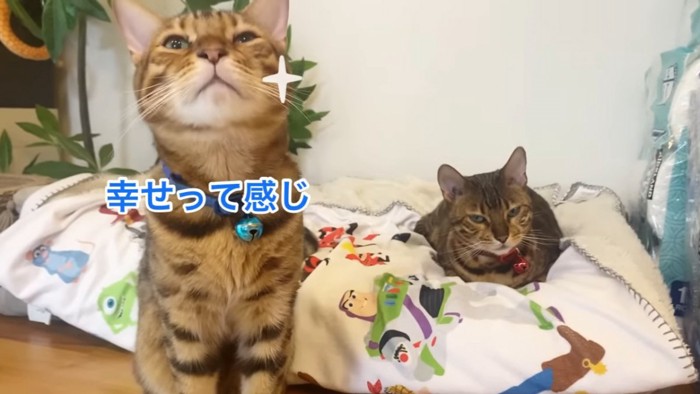 おすわりする青い首輪の猫