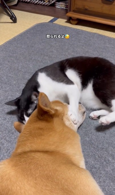 犬の顔を手でつかむ猫