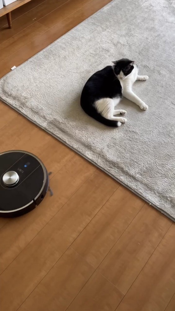 部屋でくつろぐ猫