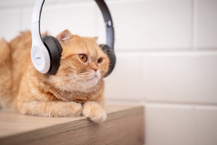 ヘッドホンを付けて1点を見つめる猫