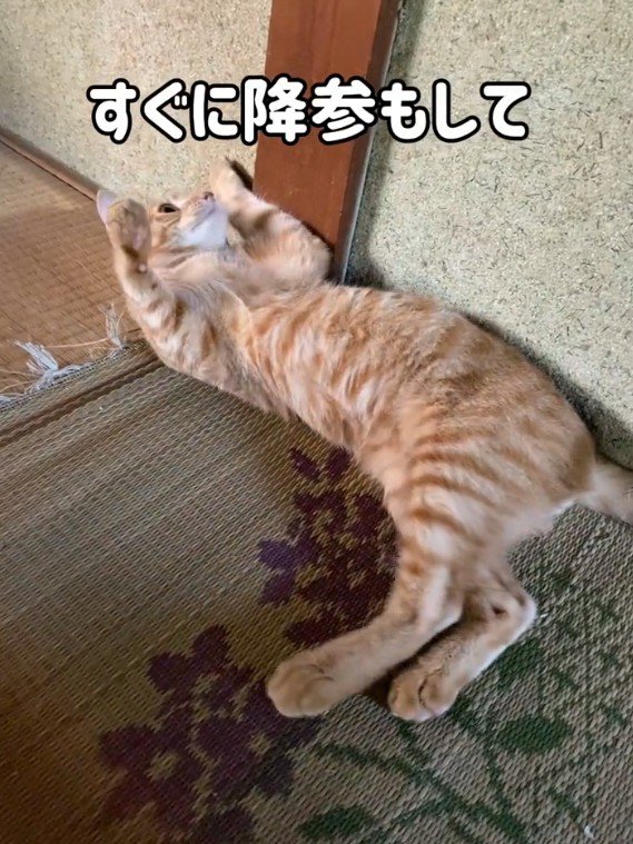 仰向けになる猫