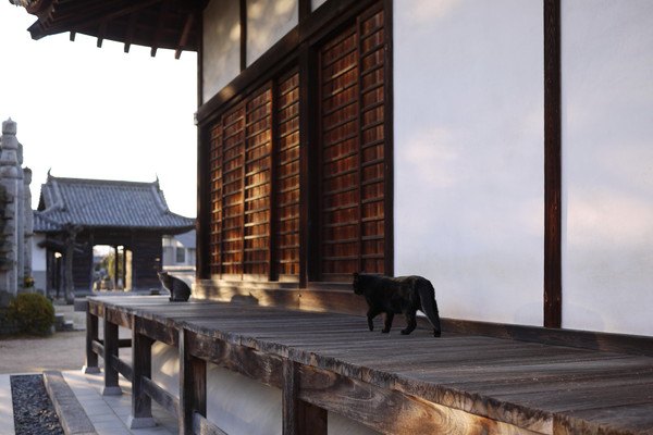 黒猫が神社外の廊下を歩く