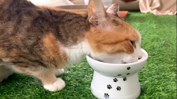 ご飯を食べる猫