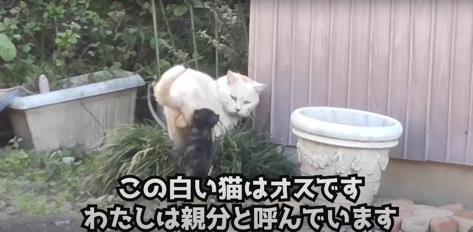 白猫にすがる子猫