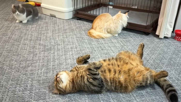 落ちてる猫