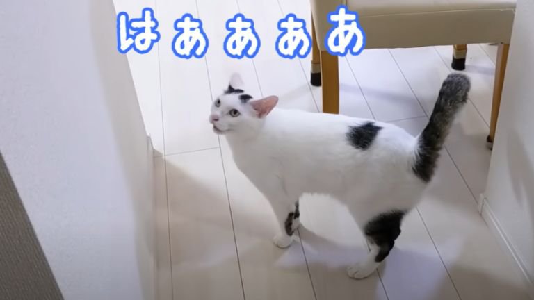 廊下を歩く猫